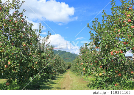 (秋の安曇野　北アルプス山麓のリンゴ園 119351163