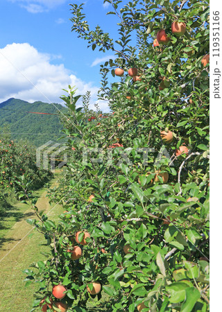 (秋の安曇野　北アルプス山麓のリンゴ園 119351166