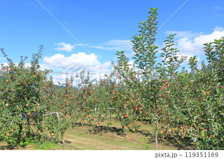 (秋の安曇野 北アルプス山麓のリンゴ園 (秋の安曇野 北アルプス山麓のリンゴ園 119351169
