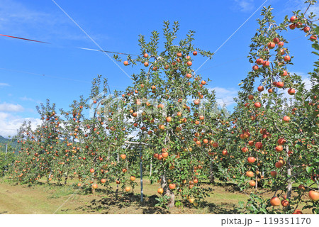 (秋の安曇野 北アルプス山麓のリンゴ園 (秋の安曇野 北アルプス山麓のリンゴ園 119351170