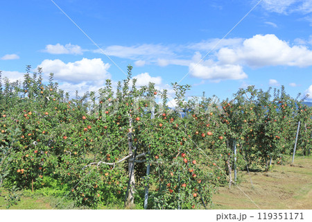 (秋の安曇野 北アルプス山麓のリンゴ園 (秋の安曇野 北アルプス山麓のリンゴ園 119351171