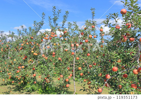 (秋の安曇野　北アルプス山麓のリンゴ園 119351173