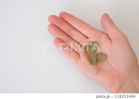 五つ葉の押し花 119351484