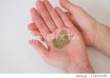 五つ葉の押し花 119351485