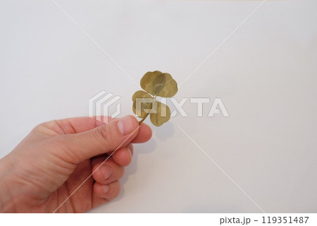 五つ葉の押し花 119351487