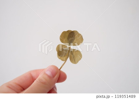 五つ葉の押し花 119351489