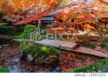 【神奈川県】しっとりした紅葉が綺麗な鎌倉の明月院 119351823