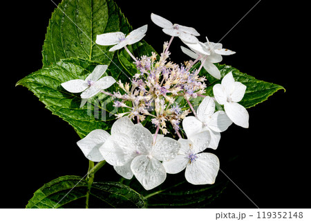 White hydrangea lanarth white on a black background 119352148