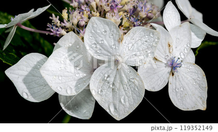 White hydrangea lanarth white on a black background White hydrangea lanarth white on a black background 119352149