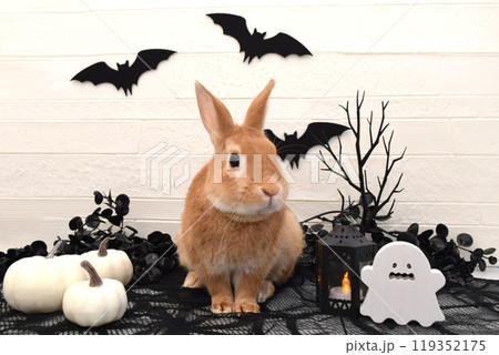 うさぎのハロウィン 119352175