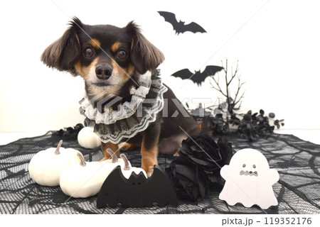 犬のハロウィン 119352176
