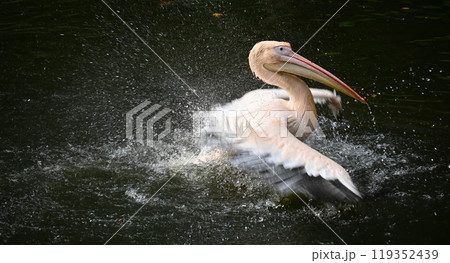 Graceful pelican in mid-splash on a serene water surface showing dynamic movement and natural beauty Graceful pelican in mid-splash on a serene water surface showing dynamic movement and natural beauty 119352439