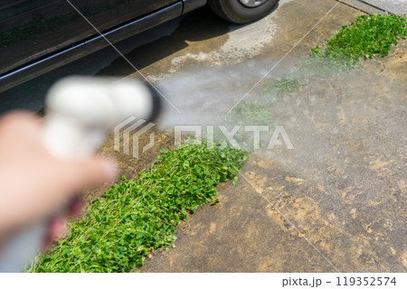 駐車場の目地のグランドカバーに水やりをする 駐車場の目地のグランドカバーに水やりをする 119352574