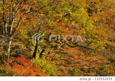 紅葉 119352634
