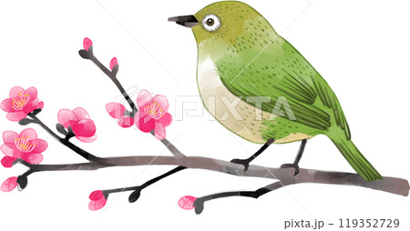 梅の枝にとまるメジロの水彩イラストのイラスト素材 [119352729] - PIXTA