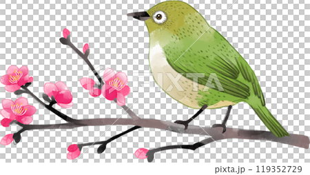 Watercolor illustration of a Japanese white-eye perched on a plum branch Watercolor illustration of a Japanese white-eye perched on a plum branch 119352729