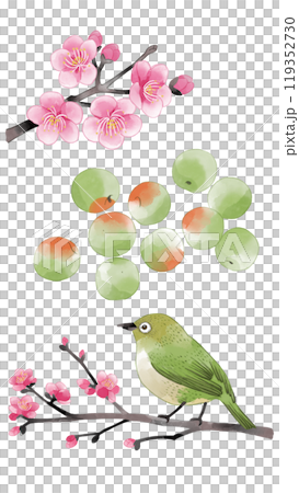 梅とメジロの水彩イラストセットのイラスト素材 [119352730] - PIXTA