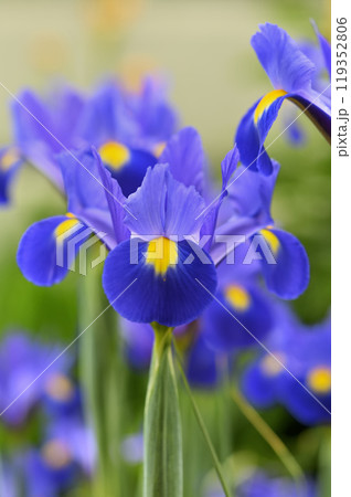 アイリス 119352806