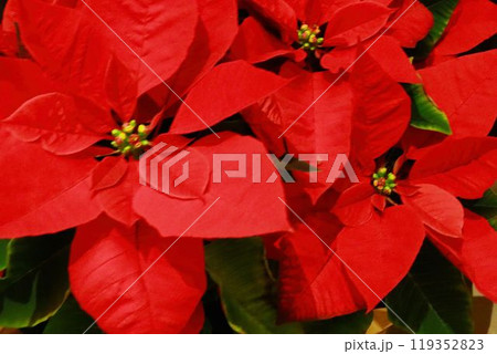 クリスマスを感じるポインセチア 119352823