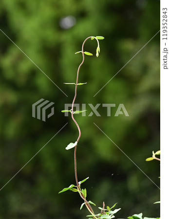 方向転換する蔓性植物 119352843