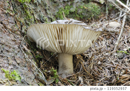 クロハツ クロハツ 119352937