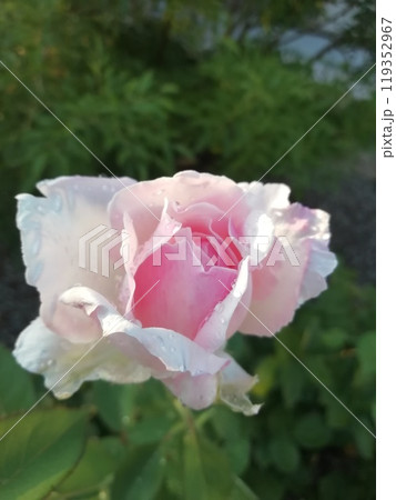 プリンセステンコー プリンセステンコー 119352967