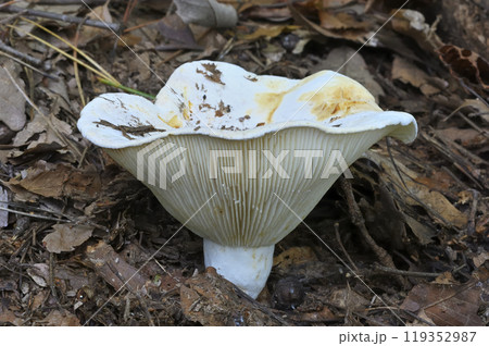 ツチカブリ 119352987