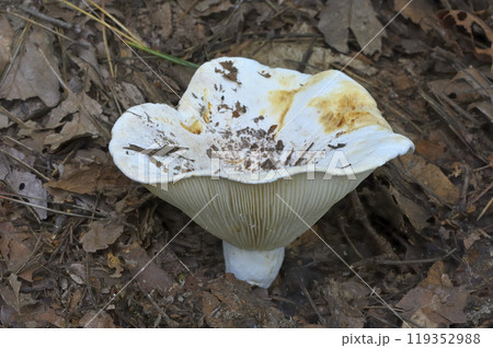 ツチカブリ 119352988