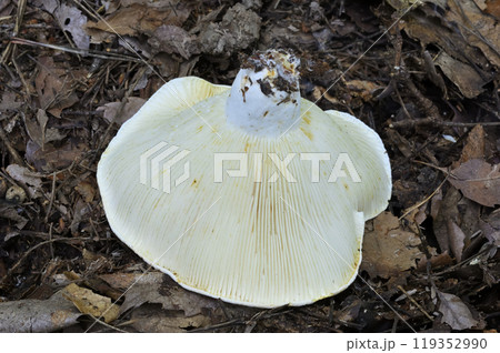 ツチカブリ 119352990