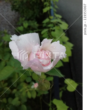 プリンセステンコー 119353007