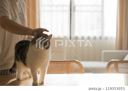 pet care concept with scottish  cat relax and play with owner on table  in living room 119353053