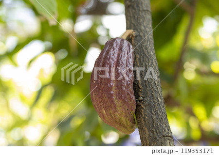 Cacao Tree (Theobroma cacao). Organic cocoa fruit pods in nature. 119353171