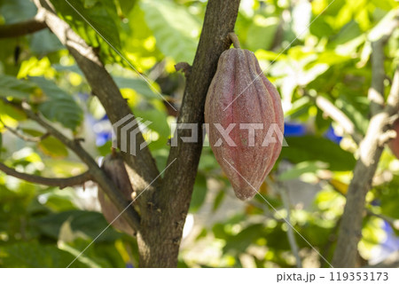 Cacao Tree (Theobroma cacao). Organic cocoa fruit pods in nature. Cacao Tree (Theobroma cacao). Organic cocoa fruit pods in nature. 119353173