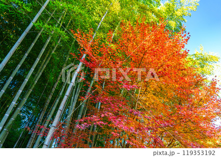 【神奈川県】明月院の境内にある爽やかな竹林と黄葉 119353192