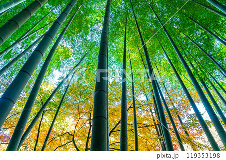 【神奈川県】明月院の境内にある爽やかな竹林と黄葉 119353198