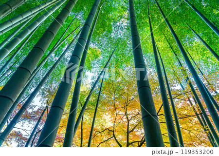 【神奈川県】明月院の境内にある爽やかな竹林と黄葉 119353200