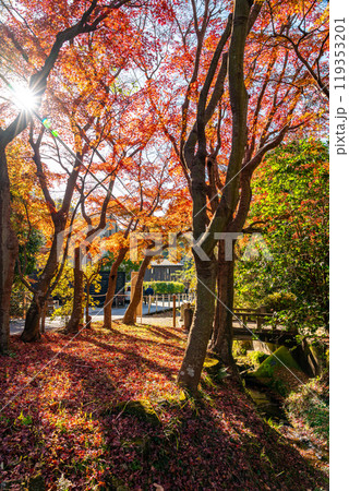 【神奈川県】鮮やかな紅葉が綺麗な鎌倉 119353201
