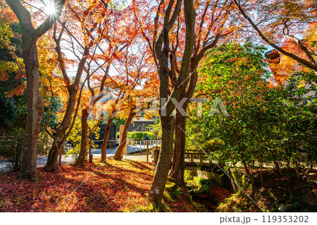 【神奈川県】鮮やかな紅葉が綺麗な鎌倉 119353202