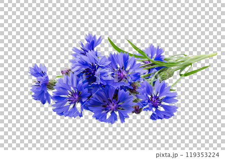 Cornflowers on a transparent background. AI-generated item. Cornflowers on a transparent background. AI-generated item. 119353224
