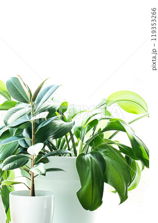 Leaves 119353266