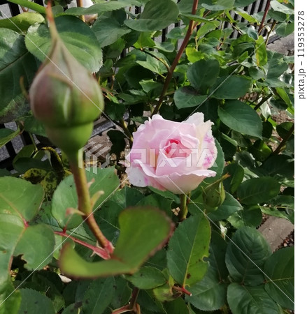 プリンセステンコー 119353278