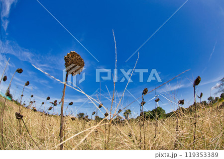 秋の青空に映える夢ぐるま公園のコスモス 119353389