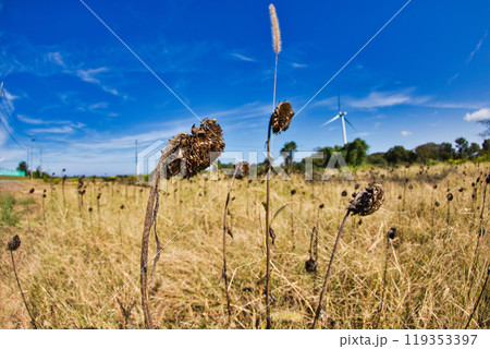 秋の青空に映える夢ぐるま公園のコスモス 119353397