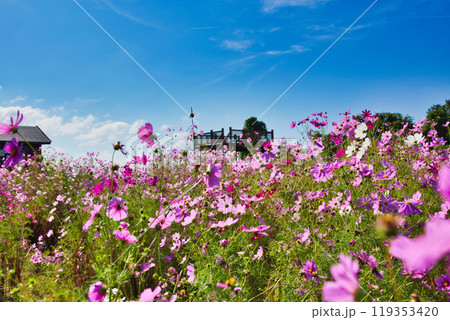 秋の青空に映える夢ぐるま公園のコスモス 秋の青空に映える夢ぐるま公園のコスモス 119353420