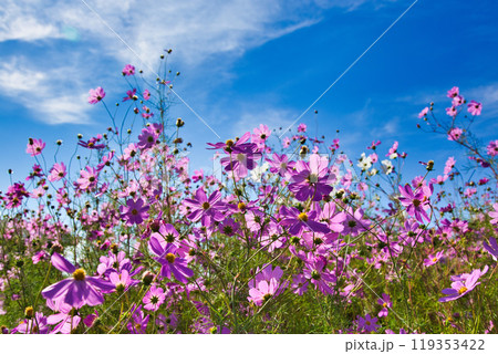秋の青空に映える夢ぐるま公園のコスモス 119353422