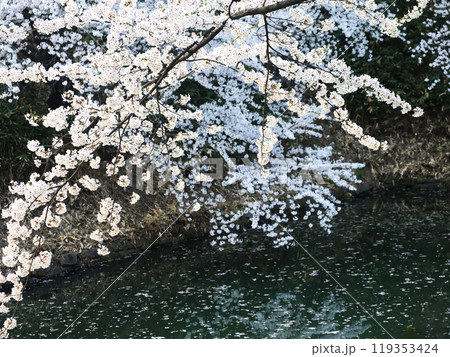 桜のある風景 桜のある風景 119353424