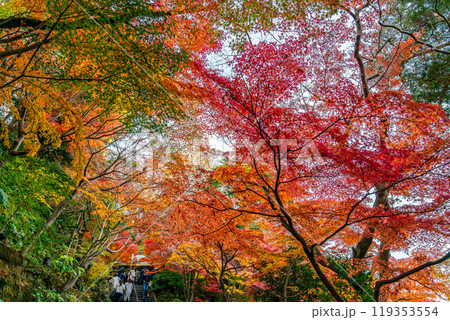 【神奈川県】鮮やかな紅葉が綺麗な鎌倉の長谷寺 119353554