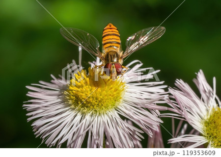 ハルジオンの黄色い花芯に飛来したホソヒラタアブ 119353609