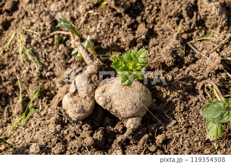 dahlia tuber with green sprout close-up 119354308