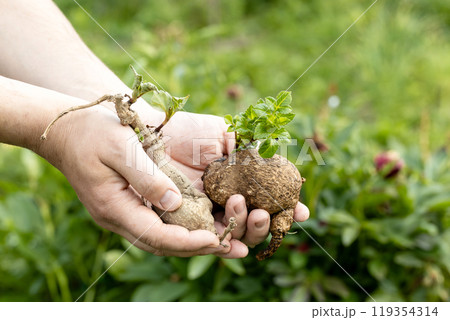 dahlia tubers with green sprouts in hands 119354314